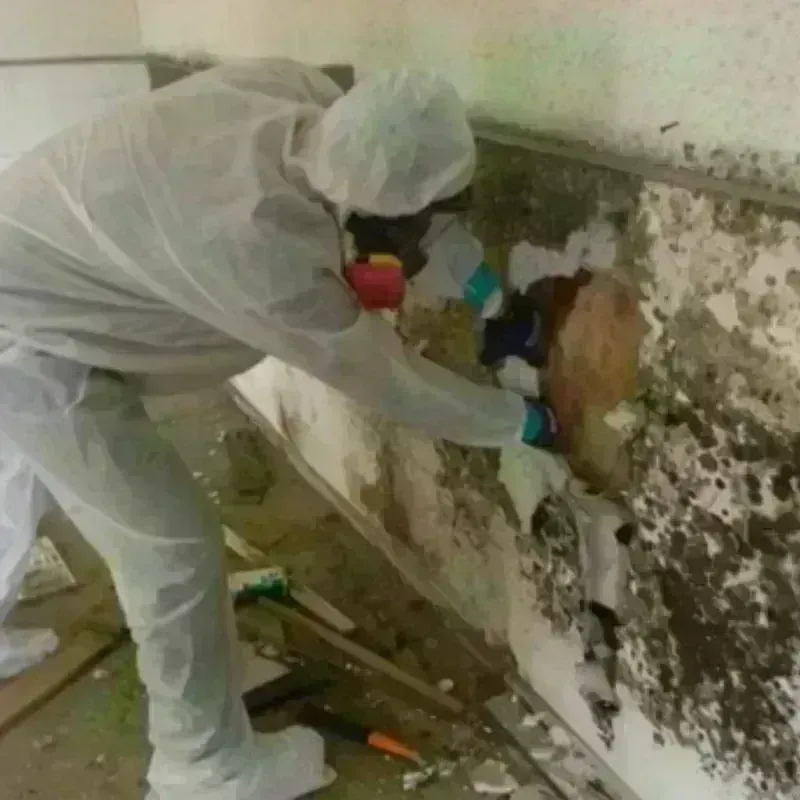 Mold Remediation and Removal in Woonsocket, RI